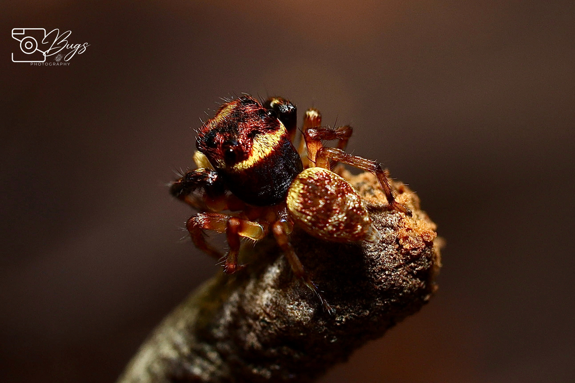 Jumping Spider, Kuching Pancorius thorelli Pancorius thorelli