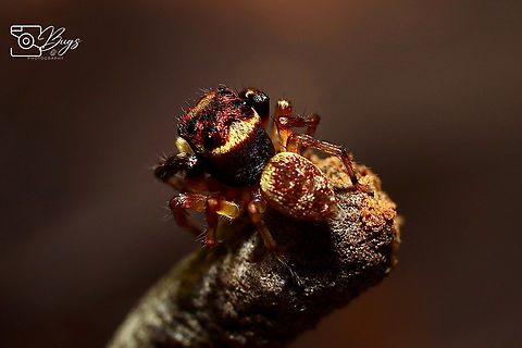 Jumping Spider, Kuching Pancorius thorelli Pancorius thorelli