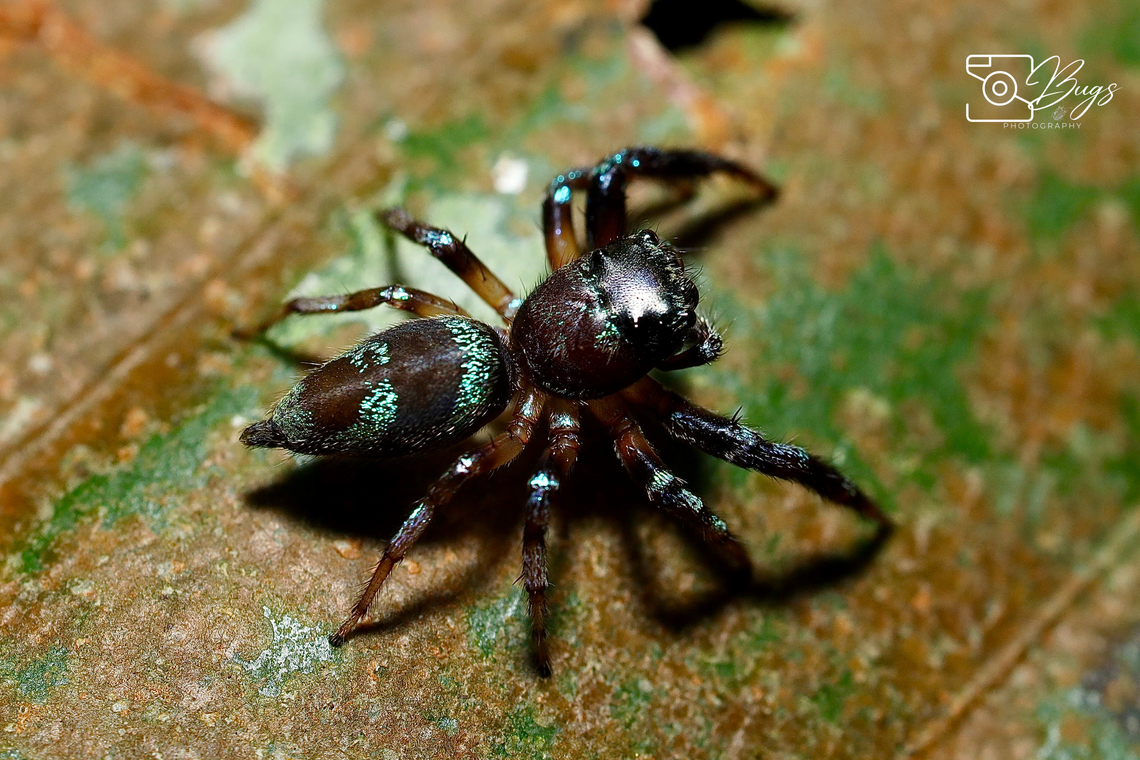 Metallic Blue Jumper, Kuching Thiania bhamoensis Thiania bhamoensis