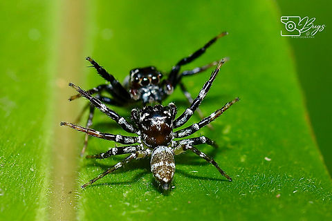 Two Jumping Spiders, Kuching Colyttus striatus Colyttus striatus