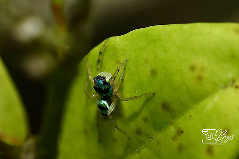 Electric Blue Jumper, Kuching Phintella vittata Banded Phintella,Phintella vittata