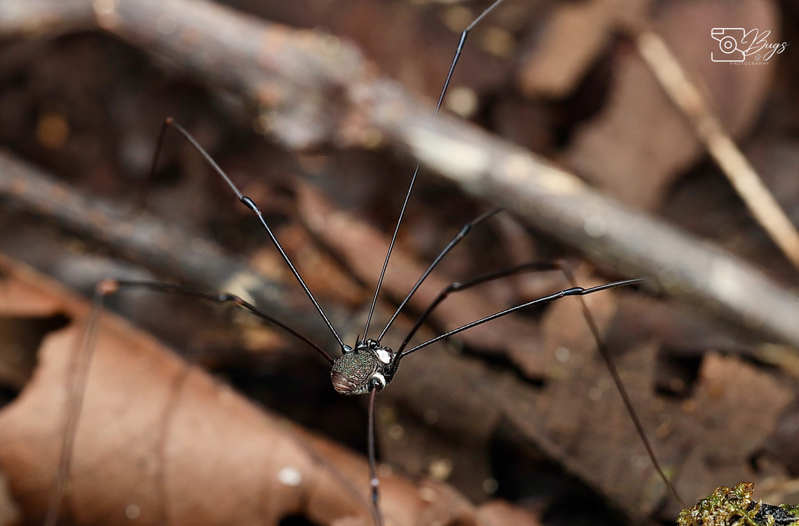 Harvestmen, Kuching Order Opiliones