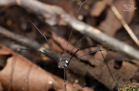 Harvestmen, Kuching Order Opiliones