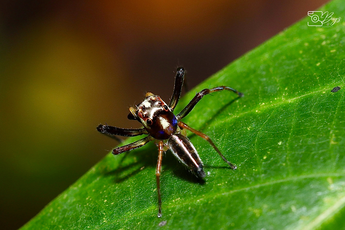 Jumping Spider, Kuching Genus Parabathippus