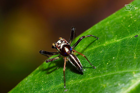 Jumping Spider, Kuching Genus Parabathippus