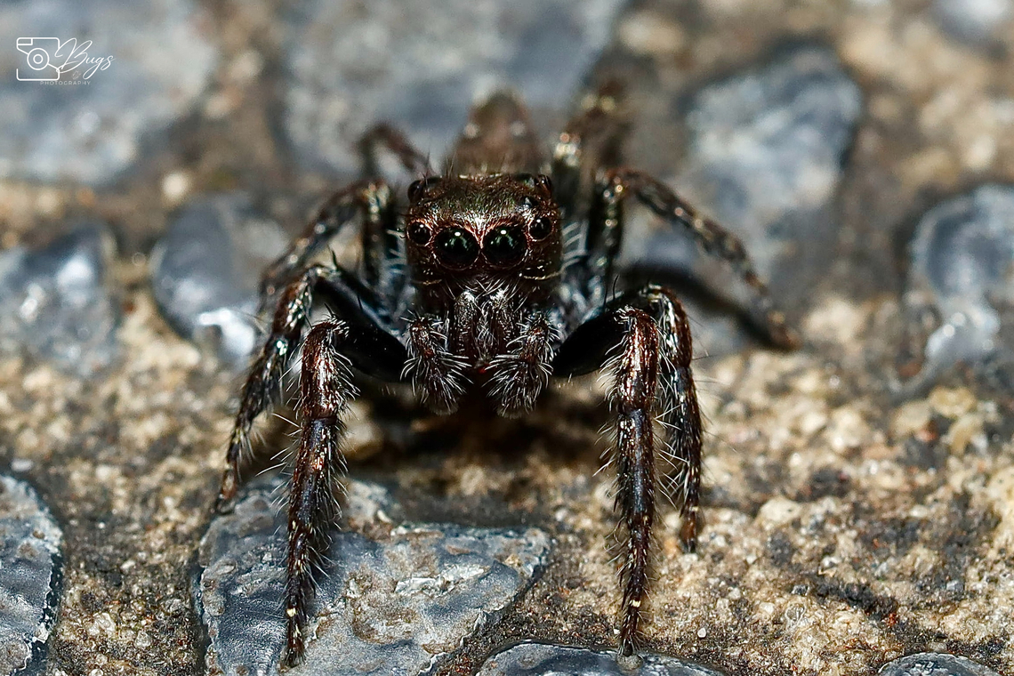 Jumping Spider, Kuching Anarrhotus fossulatus Anarrhotus fossulatus