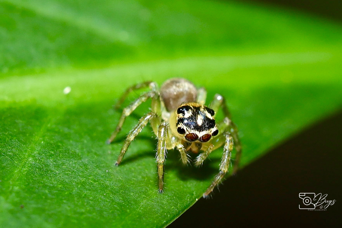 Jumping Spider, Kuching Genus Colyttus