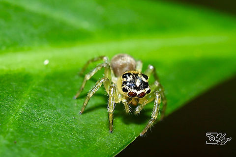 Jumping Spider, Kuching Genus Colyttus