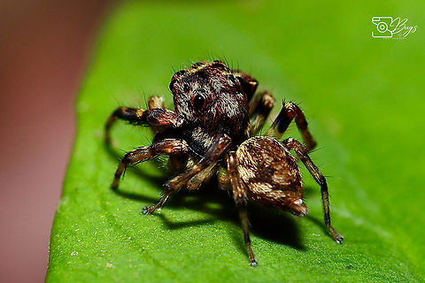 Jumping Spider, Kuching Subfamily Salticinae