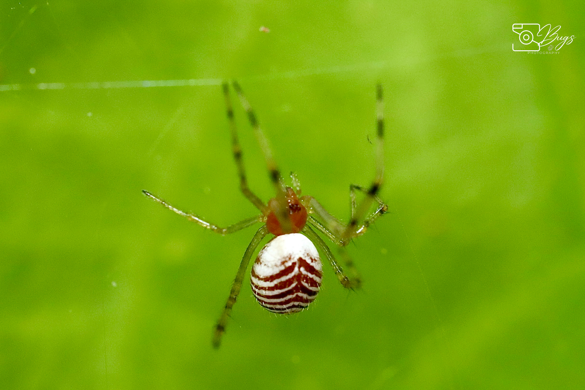 Zebra Smiley Comb-footed Spider, Kuching Theridion zonulatum Theridion zonulatum