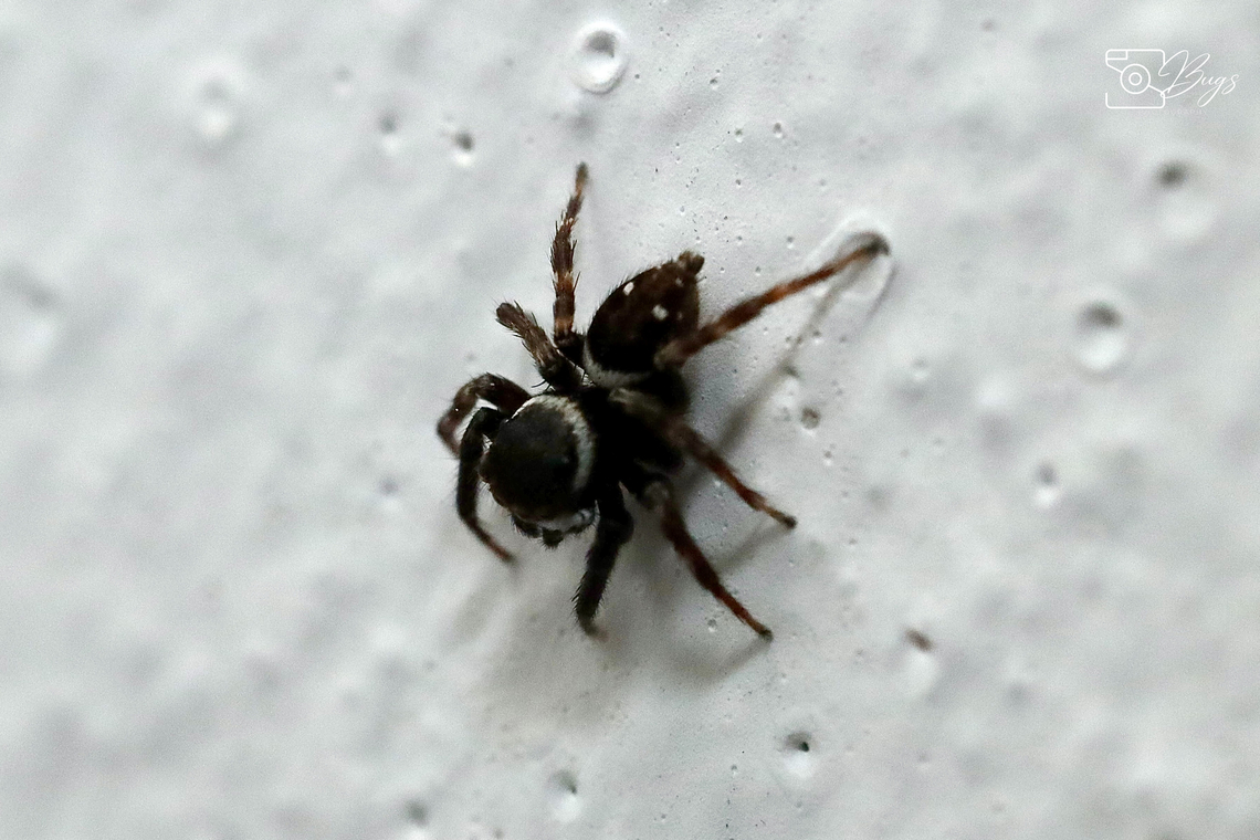 Adanson's House Jumper, Kuching Hasarius adansoni Hasarius adansoni,Hasarius adansonu