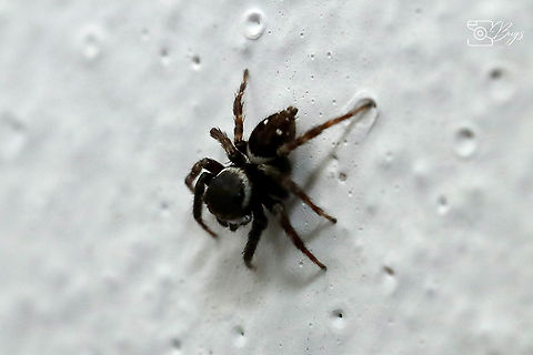 Adanson's House Jumper, Kuching Hasarius adansoni Hasarius adansoni,Hasarius adansonu