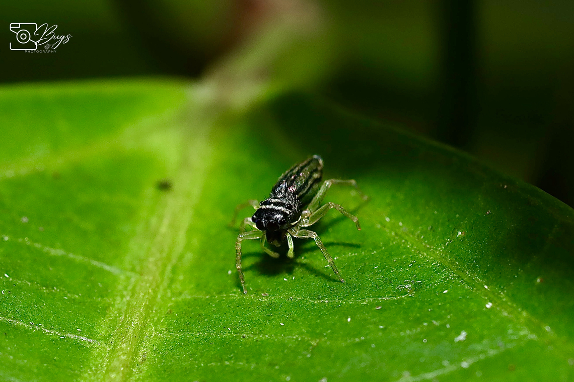 Jumping Spider, Kuching Phintella debilis Phintella debilis