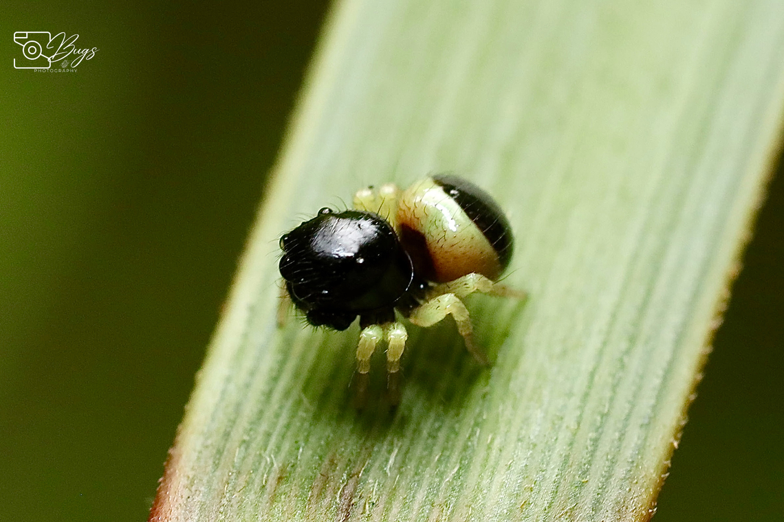 Bumblebee Jumper, Kuching Pystira ephippigera Pystira ephippigera