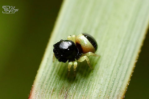 Bumblebee Jumper, Kuching Pystira ephippigera Pystira ephippigera