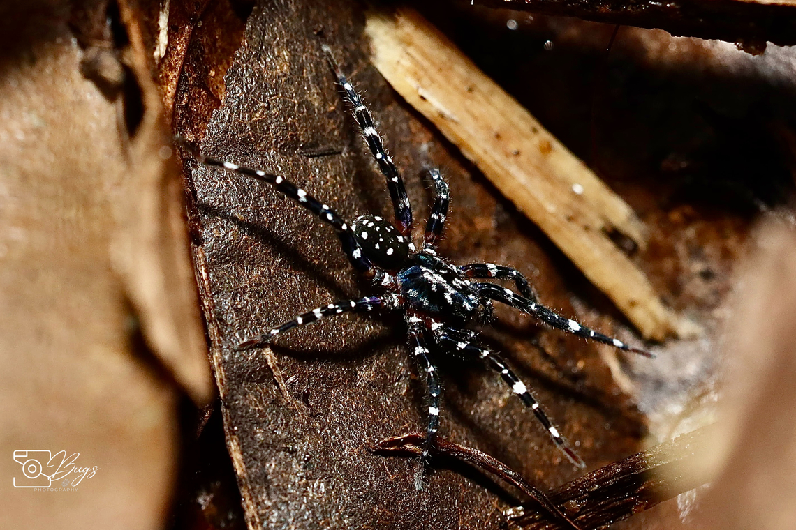 Wolf Spider, Kuching Family Lycosidae