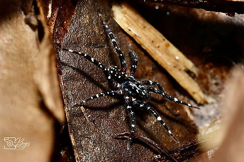 Wolf Spider, Kuching Family Lycosidae