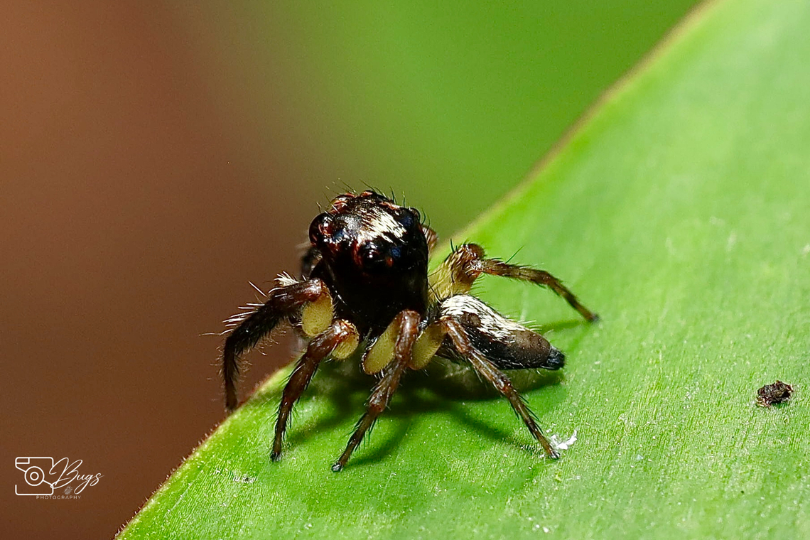 Asian Jumping Spider, Kuching Genus Pancorius