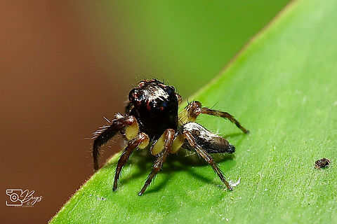 Asian Jumping Spider, Kuching Genus Pancorius