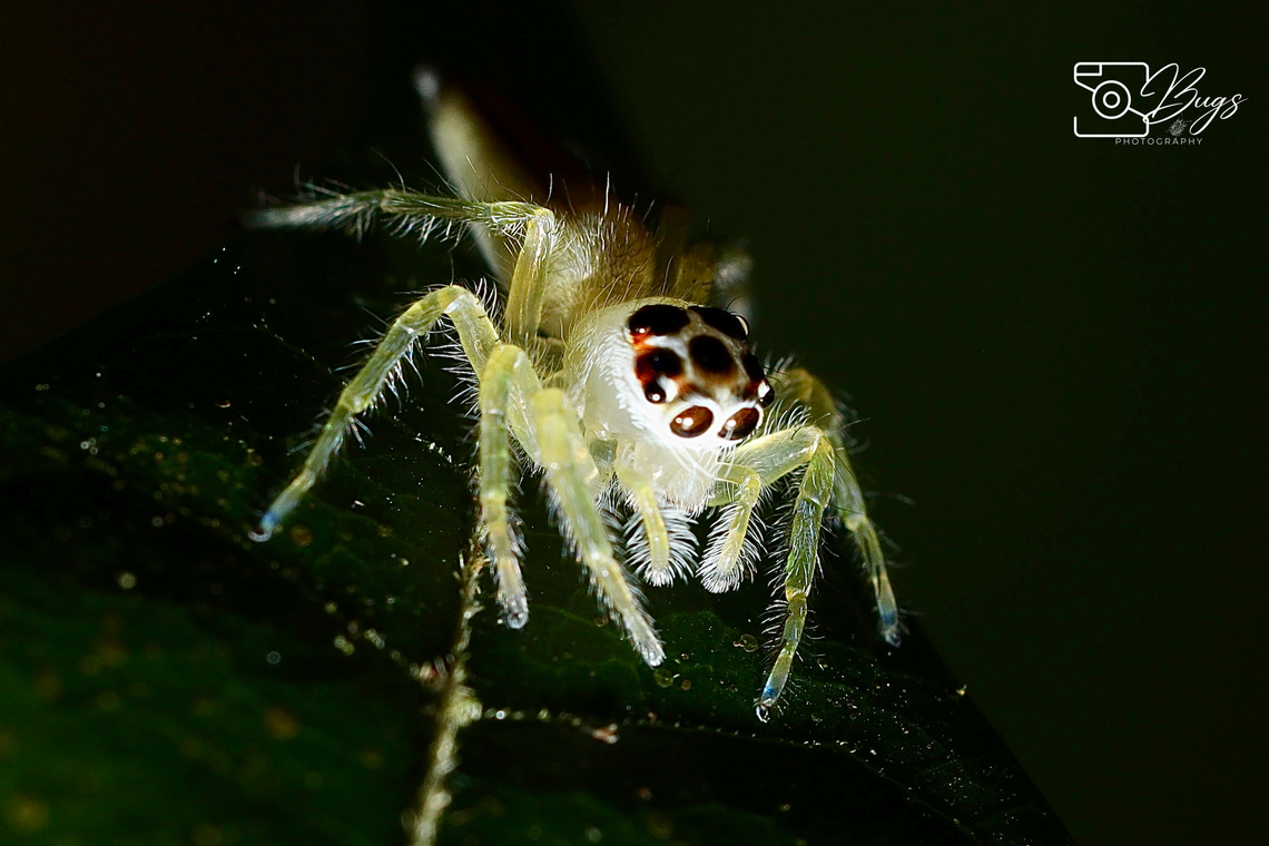 Two-striped Telamonia, Kuching Telamonia dimidiata Telamonia dimidiata,Two-striped jumper