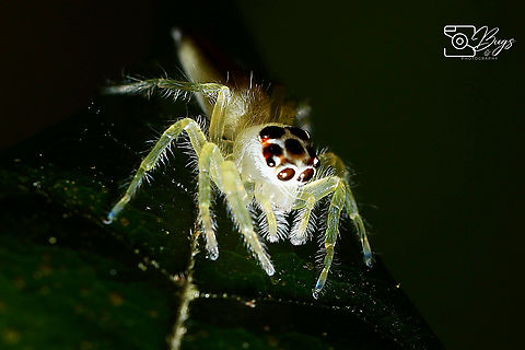 Two-striped Telamonia, Kuching Telamonia dimidiata Telamonia dimidiata,Two-striped jumper
