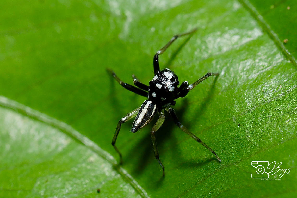 Multi-Coloured Phintella, Kuching Phintelloides versicolor Phintelloides versicolor