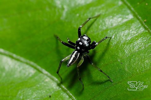 Multi-Coloured Phintella, Kuching Phintelloides versicolor Phintelloides versicolor