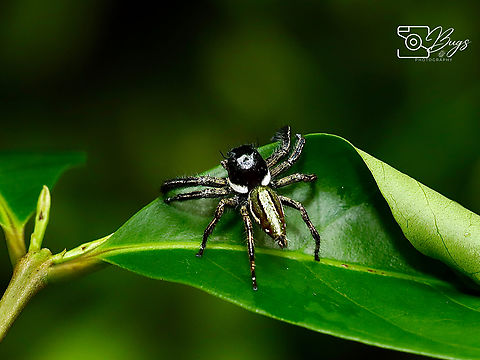 Jumping Spider, Kuching Hyllus keratodes Hyllus keratodes
