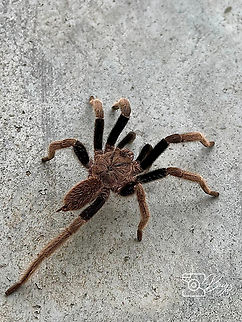 Asia-Pacific Tarantula, Kuching Subfamily Selenocosmiinae