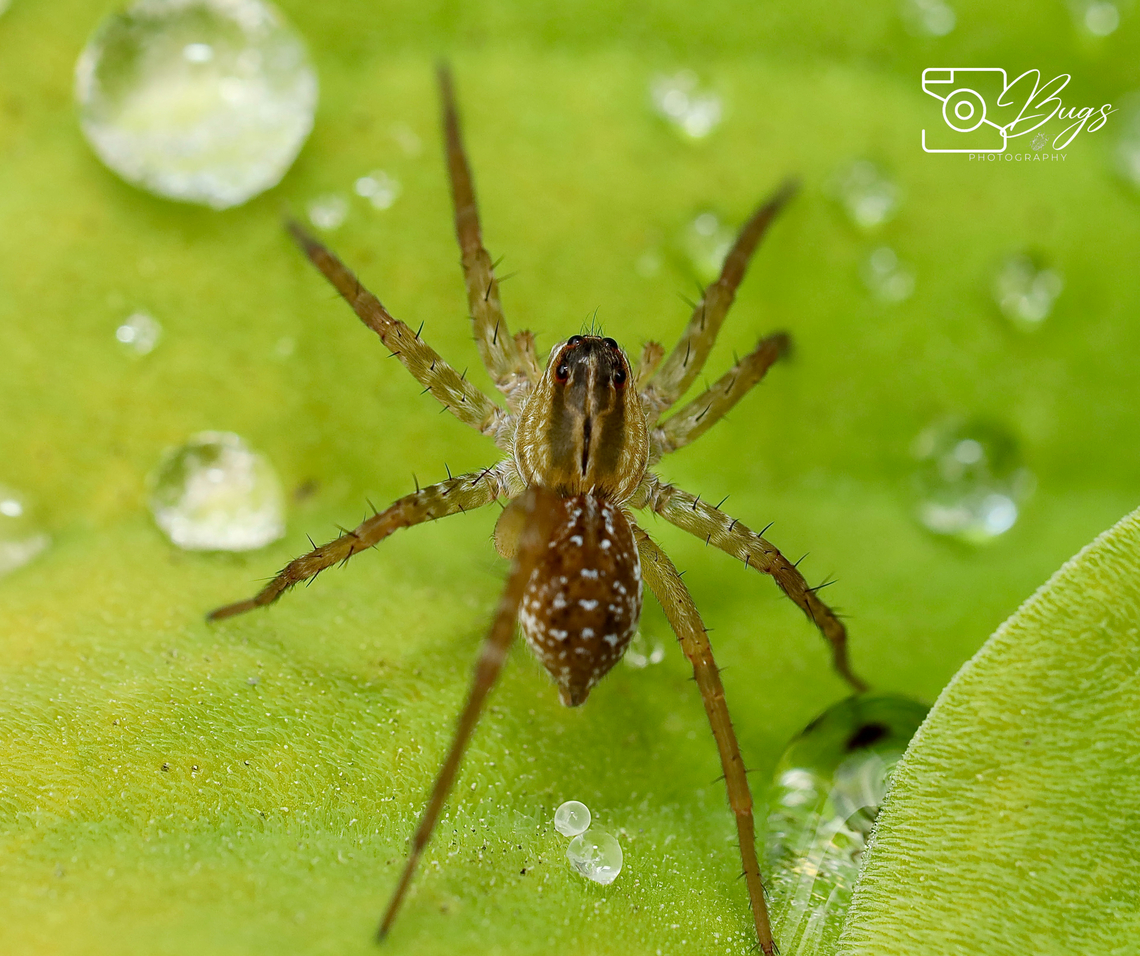 Pond Wolf Spider, Kuching Subfamily Pardosinae