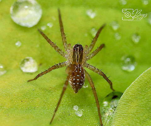Pond Wolf Spider, Kuching Subfamily Pardosinae