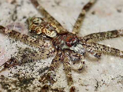 Lichen Huntsman, Kuching Genus Pandercetes