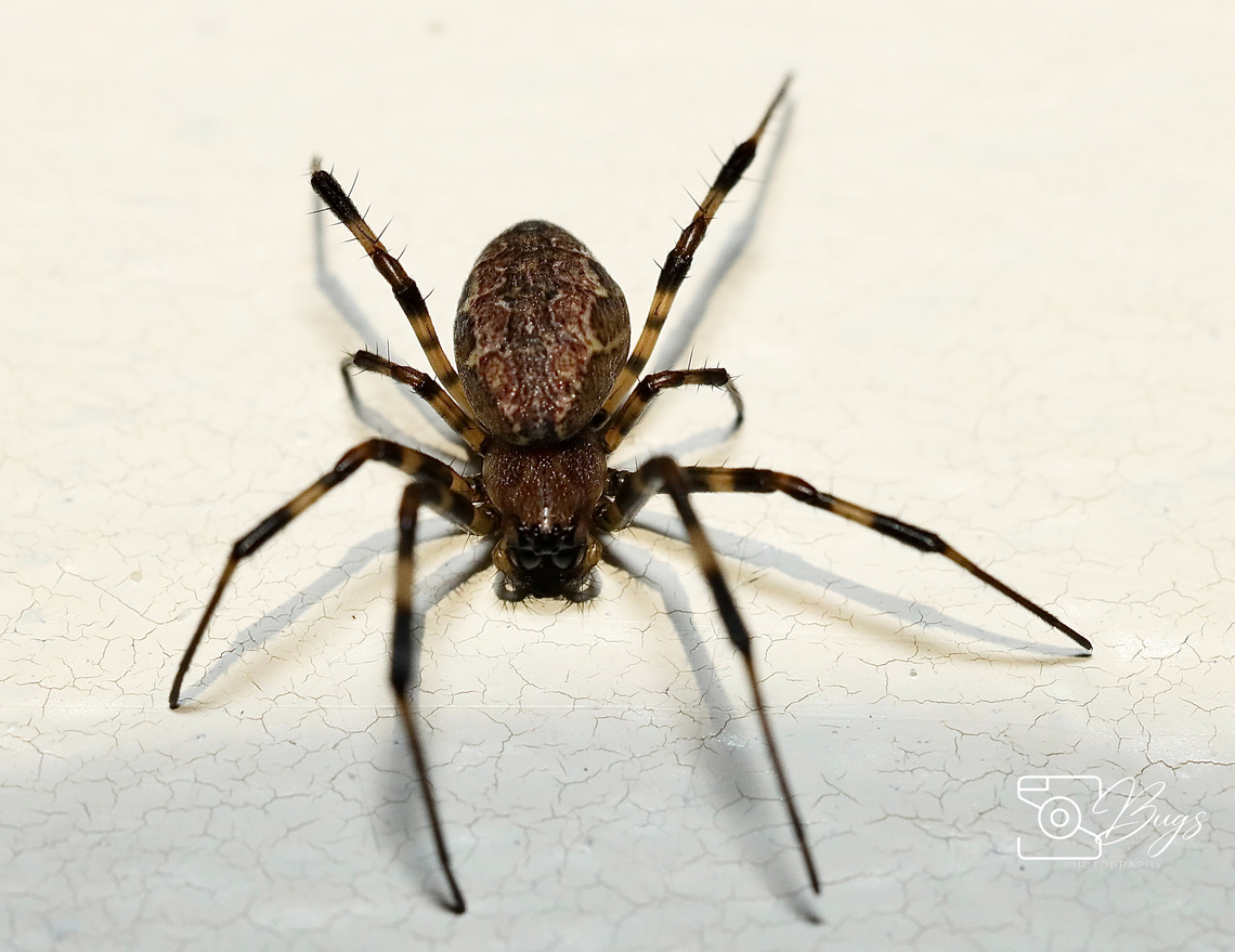 Asian Hermit Spider, Kuching Nephilengys malabarensis Asian Hermit Spider,Nephilengys malabarensis
