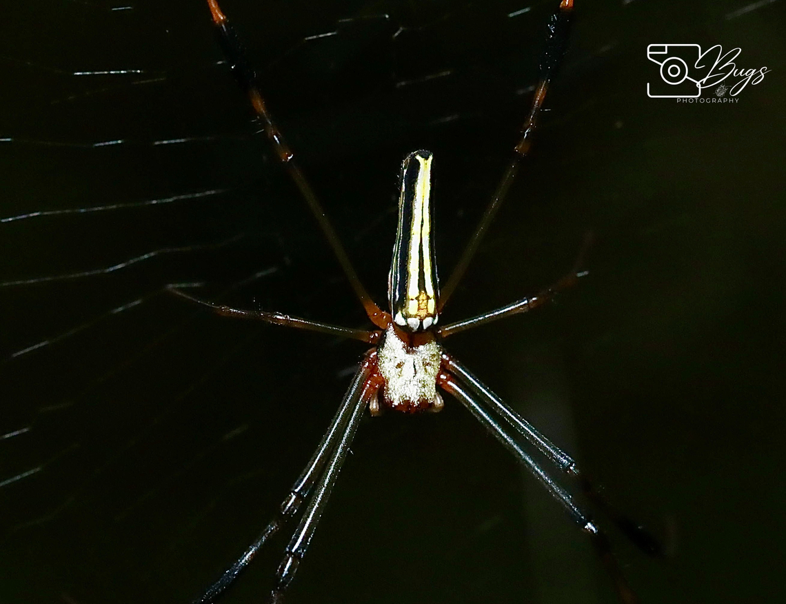 Giant Golden Orbweaver, Kuching Nephila pilipes Giant Golden Orbweaver,Nephila pilipes