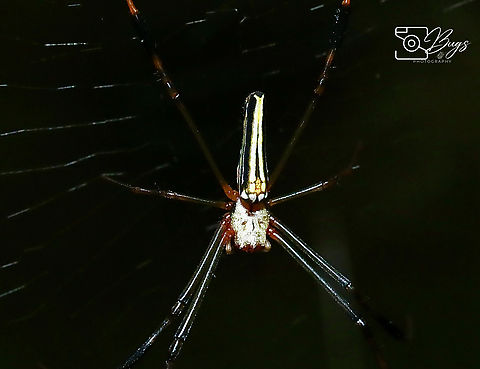 Giant Golden Orbweaver, Kuching Nephila pilipes Giant Golden Orbweaver,Nephila pilipes