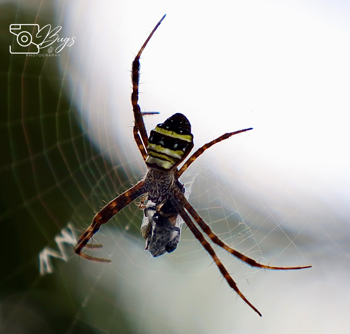 Multi-coloured Saint Andrew's Cross Spider, Kuching Argiope versicolor Argiope versicolor,Multi-coloured Saint Andrew's Cross Spider
