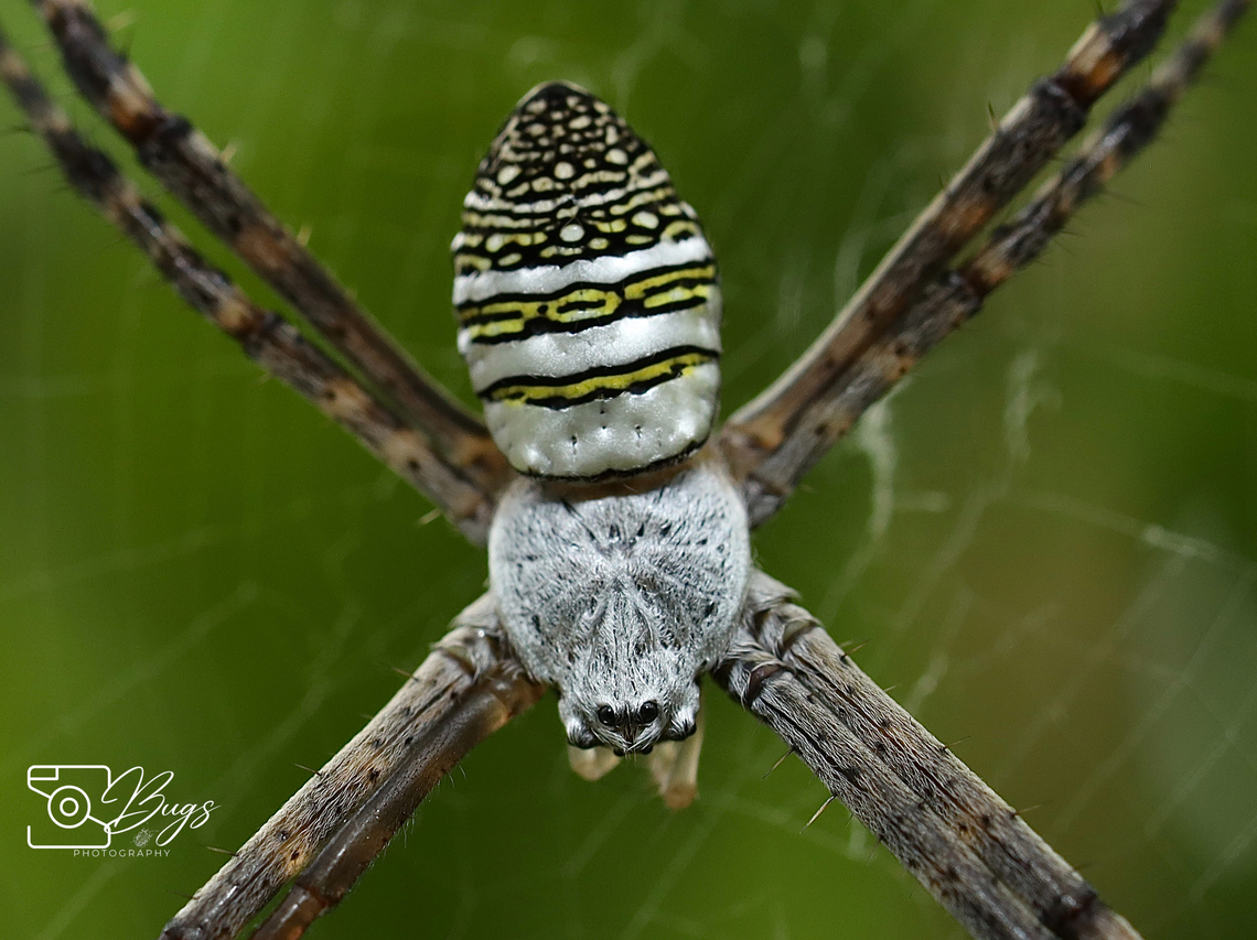Oval Saint Andrew's Cross Spider, Kuching Argiope aemula Argiope aemula,Oval Saint Andrew's Cross Spider
