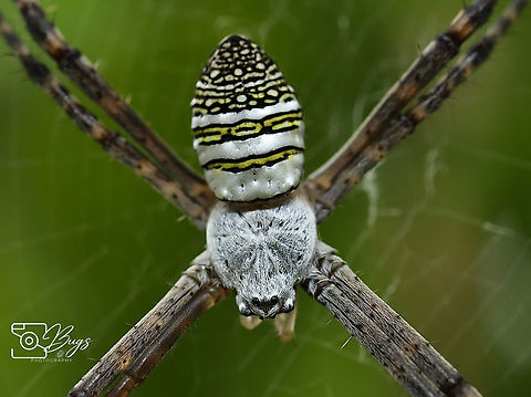 Oval Saint Andrew's Cross Spider, Kuching Argiope aemula Argiope aemula,Oval Saint Andrew's Cross Spider