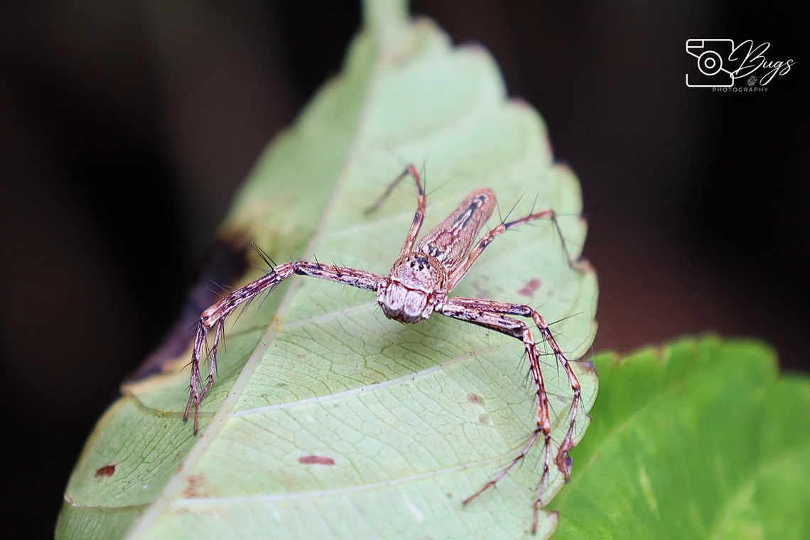 Lynx Spider, Kuching Hamadruas sp., Oxyopidae