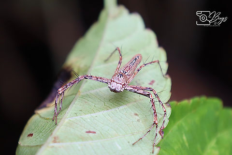 Lynx Spider, Kuching Hamadruas sp., Oxyopidae
