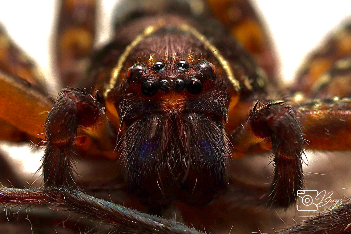 Huntsman Spider, Kuching Heteropoda species