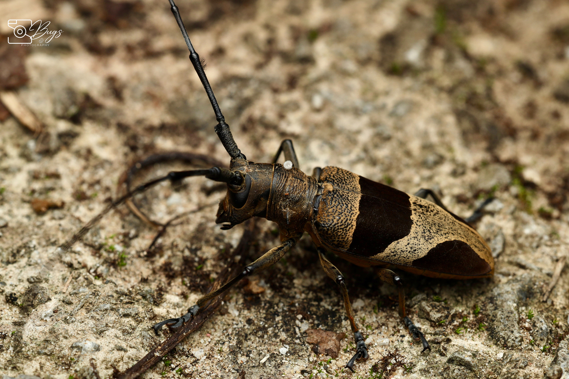 Flat-faced Longhorn Beetle, Kuching Leprodera verrucosa Leprodera verrucosa
