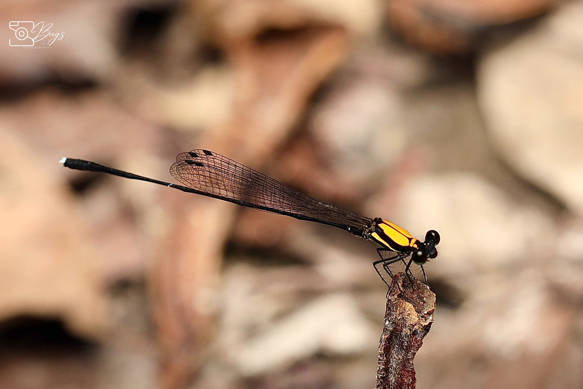Orange-backed Threadtail Damselfly, Kuching Prodasineura croconota Orange-backed Threadtail,Prodasineura croconota