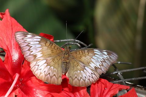 Malay Viscount Butterfly Tanaecia pelea Malay Viscount,Tanaecia orphne
