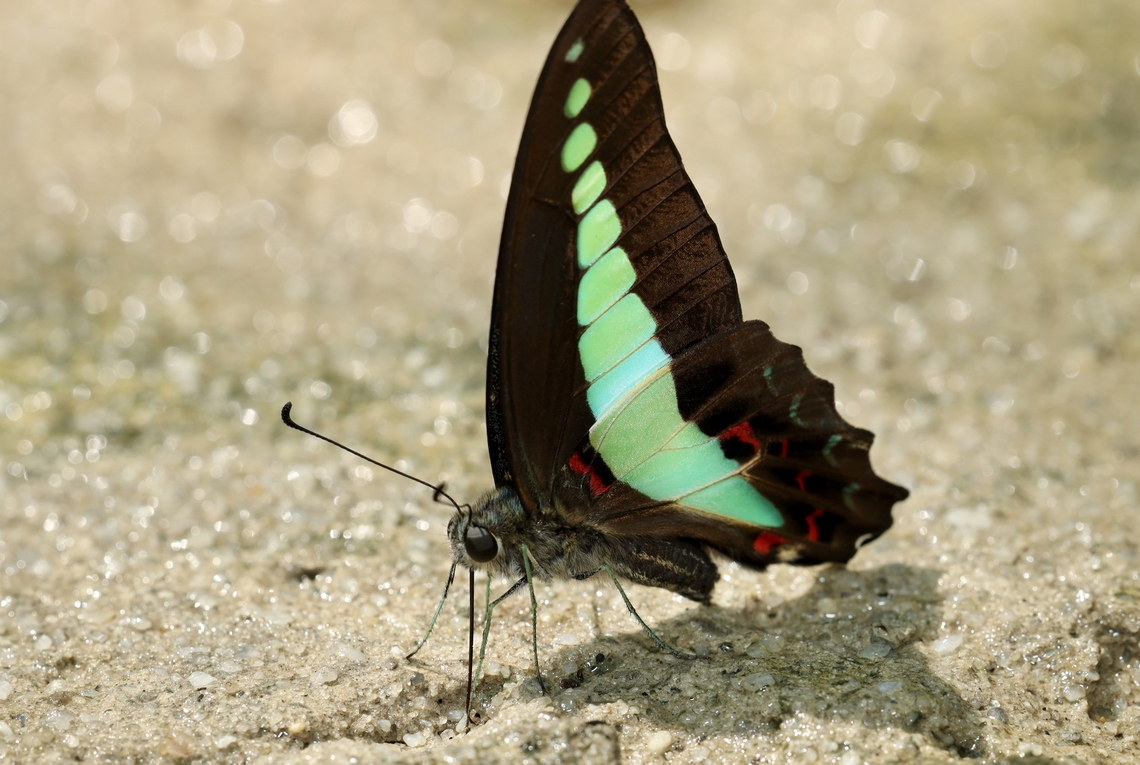 Common Bluebottle Butterfly Graphium sarpedon Common Bluebottle,Graphium sarpedon