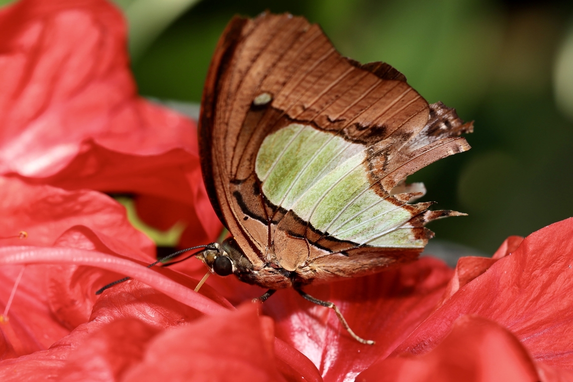 Common Nawab Butterfly Polyura athamas Common nawab,Polyura athamas