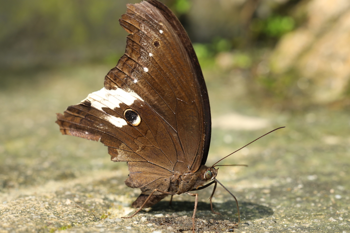 Malayan Owl Butterfly Neorina lowii Malayan Owl,Neorina lowii