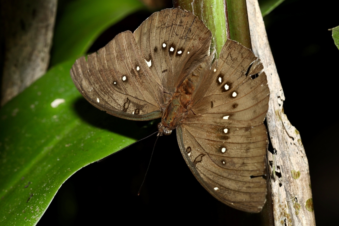 Great Marquis Butterfly Bassarona dunya Bassarona dunya