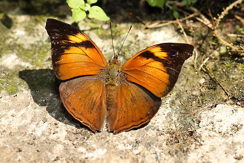 Autumn Leaf Butterfly Doleschallia bisaltide Autumn leaf,Doleschallia bisaltide