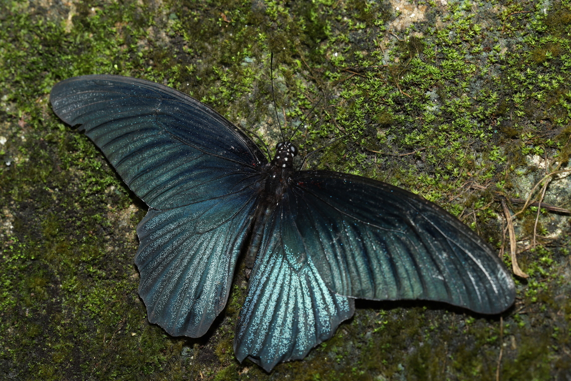 Great Mormon Butterfly Papilio agenor Great Mormon,Papilio memnon